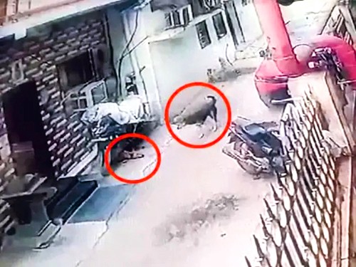 Raipur News : रायपुर में आवारा कुत्ते ने किया 6 वर्ष के मासूम पर हमला पेट मे आई गम्भीर चोट