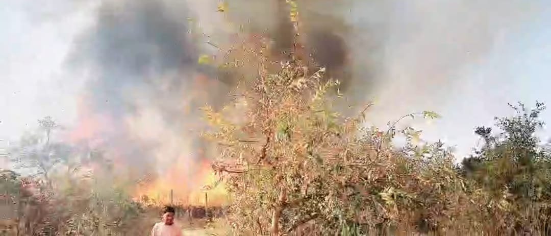 वन विभाग के रेल कॉरिडोर कक्ष क्रमांक 408 में लगी भीषण आग* हजारों पेड़ जलकर हुई खाक