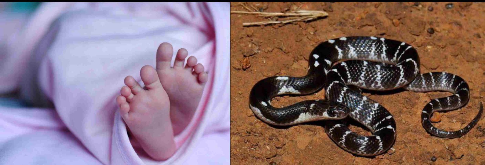 करैत सांप के काटने से दो वर्षीय मासूम की दर्दनाक मौत, इलाके में शोक की लहर
