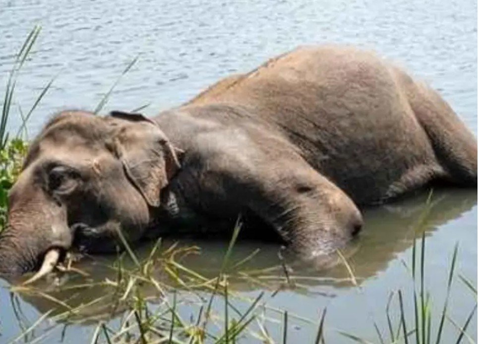 रायगढ़ घरघोड़ा फॉरेस्ट में डुबकी बनी काल: नदी में तैरते मिले दो हाथियों के शव