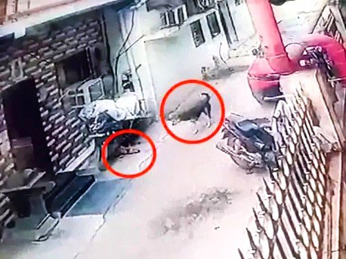 रायपुर में आवारा कुत्ते ने किया 6 वर्ष के मासूम पर हमला पेट मे आई गम्भीर चोट