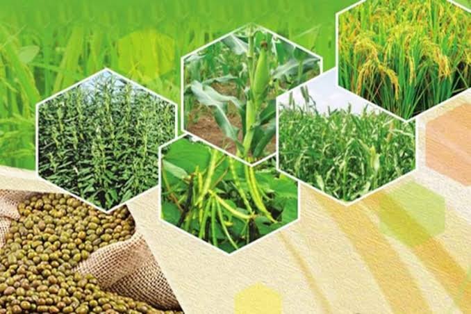 खरीफ फसलों का बीमा कराने की अंतिम तिथि 31 जुलाई