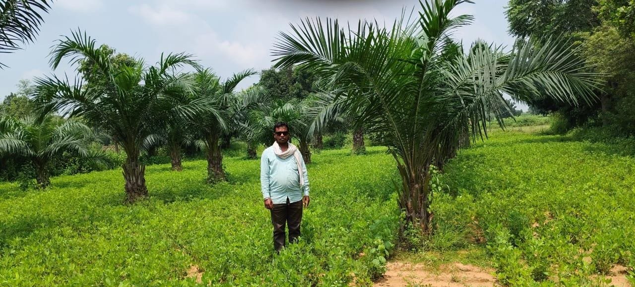 ऑयल पाम खेती से कोरबा के किसानों की बढ़ी आय