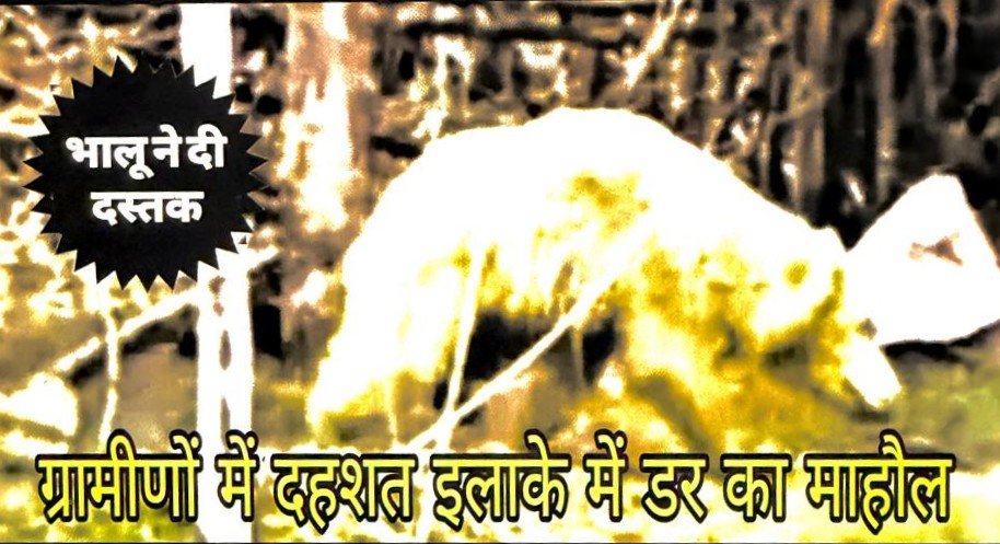 रायपुर/मरवाही: एल्बिनो भालू का अचानक हमला — ड्राइवर की दोनों बाहों पर गंभीर चोटें