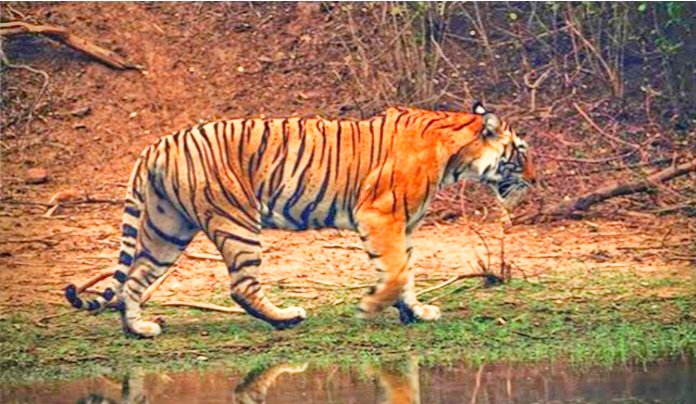 बारनवापारा अभ्यारण्य से सटे 7 गांवों में कलेक्टर ने लागू की धारा 144