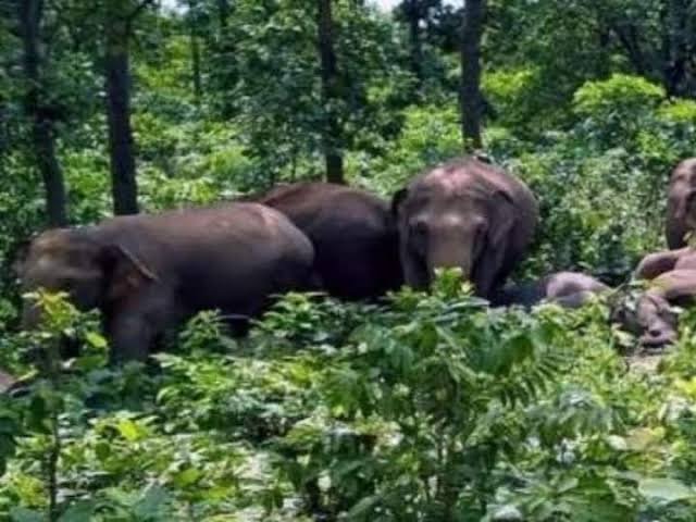 दंतैल हाथियों ने मचाया हंडकम मकानों को पहुचाया नुकशान …दहशत में ग्रामीण