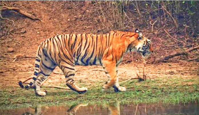 Baloda bazar news: बारनवापारा अभ्यारण्य से सटे 7 गांवों में कलेक्टर ने लागू की धारा 144