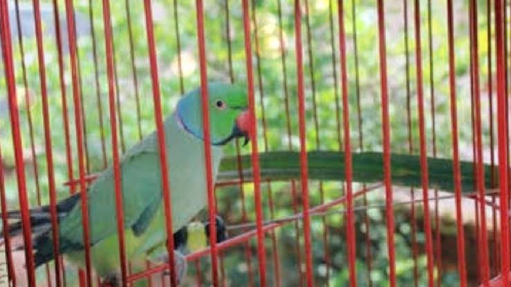 Balrampur News  : पक्षियों को कैद में रखने एवं खरीदी-बिक्री पर कारावास व जुर्माना ,,  सूचना मिलने पर टोल फ्री नम्बर पर करें शिकायत